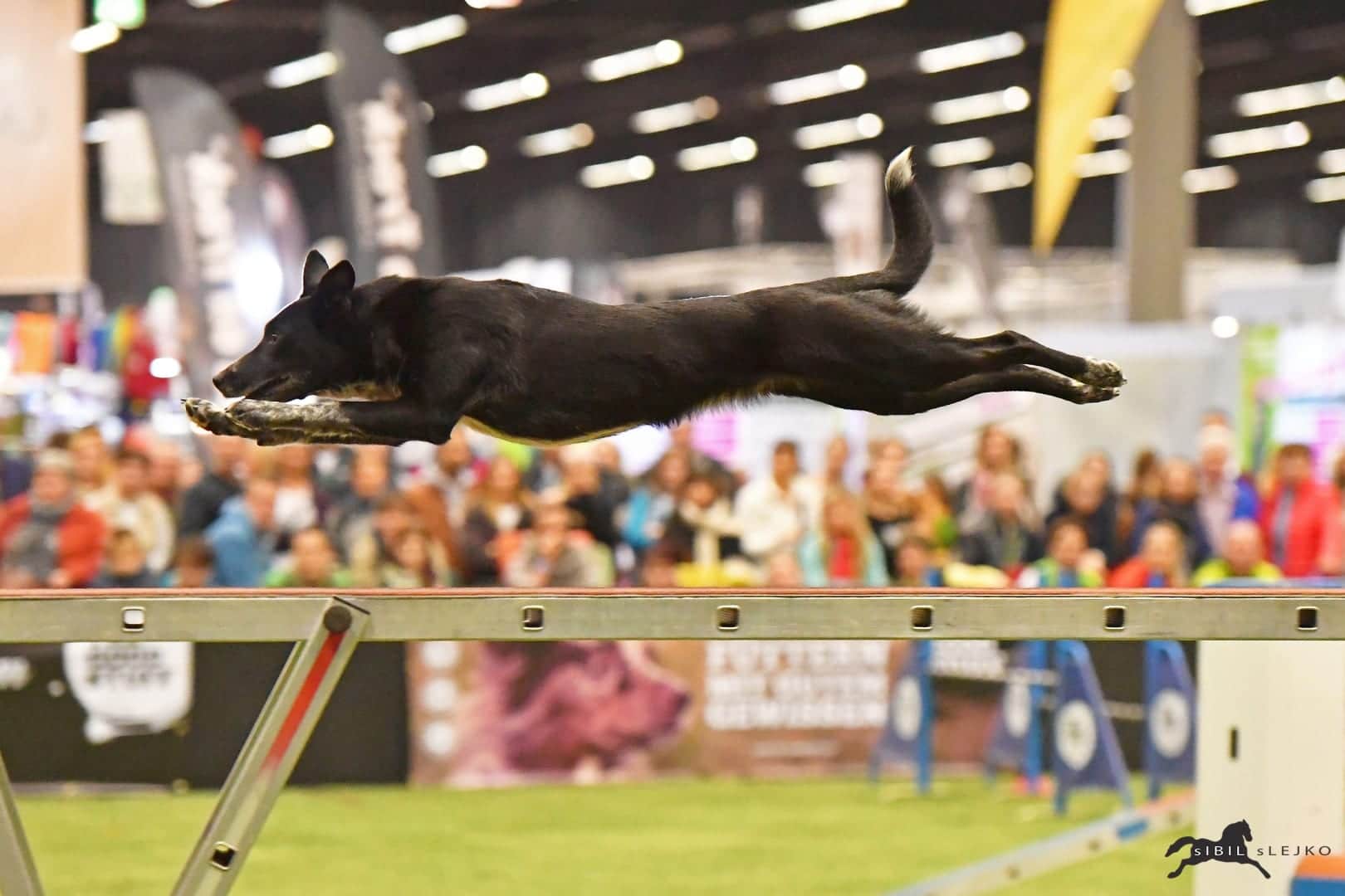 Der THE GOODSTUFF Amadeus Agility Worldcup ist ein Publikumsmagnet bei der Amadeus Horse Indoors. © Sibil Slejko